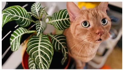 വളർത്ത് മൃഗങ്ങൾക്ക് ദോഷമില്ലാത്ത 5 ഇൻഡോർ പ്ലാന്റുകൾ  