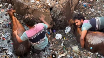 'ഇവിടെയിപ്പോഴും മനുഷ്യത്വമുണ്ടോ?' ഒന്നും നോക്കാതെ എടുത്തുചാടി, അഴുക്ക് നിറഞ്ഞ ഓടയിൽ പശുവിന് രക്ഷകനായി യുവാവ്