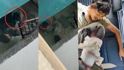 Noida pitbull attack shelter worker video viral dog attack