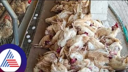 Bird flu scare: ಚಿಕನ್ ತಿನ್ನಬೇಕೋ ಬೇಡ್ವೋ? ಎಷ್ಟು ಡಿಗ್ರೀಲಿ ಕೋಳಿ ಮಾಂಸ ಬೇಯಿಸಬೇಕು? ಆರೋಗ್ಯ ಇಲಾಖೆ ಇಲಾಖೆ ಹೇಳಿದ್ದೇನು?