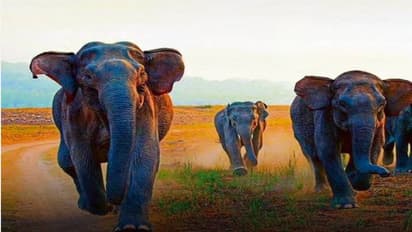 भारत का सबसे बड़ा और अनोखा पशु पुनर्वास केंद्र, जिसका PM मोदी ने किया उद्घाटन, जानें इसकी खासियतें 