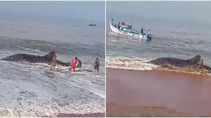 ഭാരം 2000 കിലോ, കൊച്ചുവേളി സ്വദേശിയുടെ വലയിൽ കുരുങ്ങിയ തിമിംഗലസ്രാവ് മണലിൽ പുതഞ്ഞു; പണിപ്പെട്ട് കടലിലേക്കയച്ചു