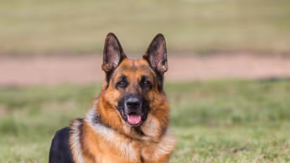 German Shepherd ‘Bentho’ sacrifices its life to save owner from tiger attack in Madhya Pradesh 