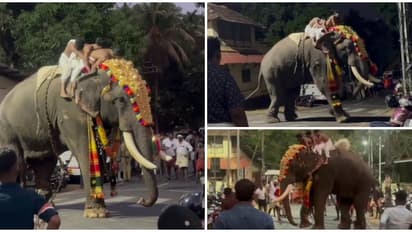 കുന്നംകുളത്ത് വീണ്ടും ഉത്സവത്തിനിടെ ആനയിടഞ്ഞു; എലിഫൻ്റ് സ്ക്വാഡും പൊലീസും സ്ഥലത്തെത്തി