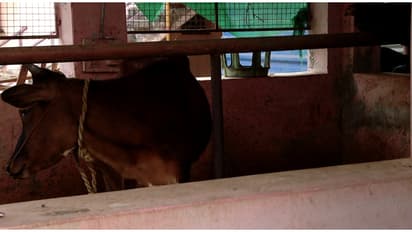 തൊഴുത്ത് നിർമ്മാണത്തിന് വായ്പ അനുവദിക്കുന്നതിന് പണം വാങ്ങി സിപിഎം നേതാവ്; പരാതി ഉയർന്നതോടെ പണം തിരികെ നൽകി