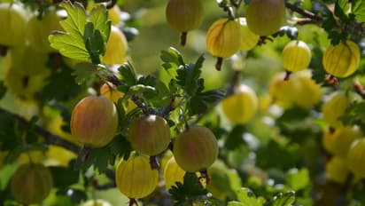 വീടിന്റെ ബാൽക്കണിയിൽ സിംപിളായി വളർത്താം ഈ 3 പഴങ്ങൾ 