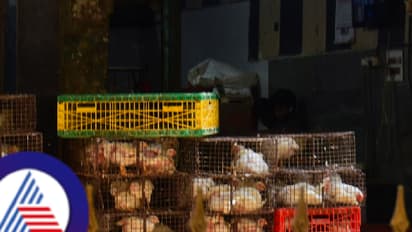 Bird flu scare:  ಚಿಕನ್‌ ವಹಿವಾಟು ಕುಸಿದರೂ ಬೆಲೆ ಏರಿಕೆ! ಬೆಂಗಳೂರಿನಲ್ಲಿ ಚಿಕನ್, ಮಟನ್ ಬೆಲೆ ಎಷ್ಟು?