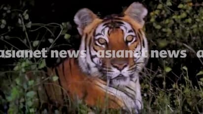 കരുവാരക്കുണ്ടിൽ ജീപ്പിൽ പോകുമ്പോൾ മുന്നിലതാ കടുവ, തുറിച്ച് നോക്കുന്നതിനിടെ കടുവയെ ക്യാമറയിലാക്കി യുവാവ്-VIDEO