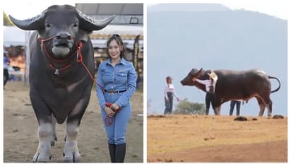 ദിവസവും 35 കിലോ ഭക്ഷണം, പേര് കിംഗ് കോങ്; ലോകത്തിലെ ഏറ്റവും ഉയരം കൂടിയ പോത്ത് !