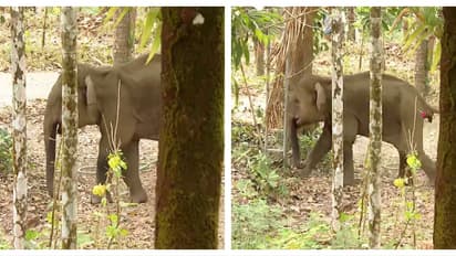 കണ്ണൂർ കരിക്കോട്ടക്കരിയിലിറങ്ങിയ കുട്ടിയാനയെ മയക്കുവെടി വെച്ചു, ഗുരുതര പരിക്ക്, പിടികൂടി ചികിത്സ നൽകും