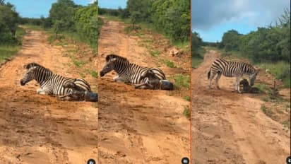 ರಾಷ್ಟ್ರೀಯ ಉದ್ಯಾನವನದಲ್ಲಿ ಅಪರೂಪದ ದೃಶ್ಯಕ್ಕೆ ಸಾಕ್ಷಿಯಾದ ಪ್ರವಾಸಿಗರು: ವೀಡಿಯೋ ವೈರಲ್