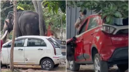 ഇടക്കൊച്ചിയിൽ ഉത്സവത്തിനെത്തിച്ച ആന ഇടഞ്ഞു