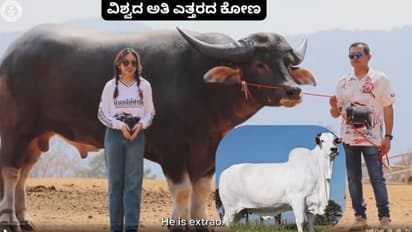 ವಿಶ್ವದ ಅತಿದೊಡ್ಡ ಹಸು ಭಾರತದ್ದು; ಆದ್ರೆ ಇಲ್ಲಿರೋ ವಿಶ್ವದ ಅತಿದೊಡ್ಡ ಕೋಣ ಎಲ್ಲಿಯದ್ದು ಗೊತ್ತಾ?!