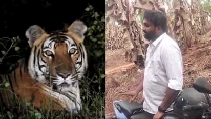 പറഞ്ഞതെല്ലാം പച്ചക്കള്ളം! കരുവാരക്കുണ്ടിൽ യുവാവ് പ്രചരിപ്പിച്ച കടുവയുടെ വീഡിയോ എഡിറ്റ് ചെയ്തത്, പരാതി നൽകി