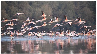 നവീമുംബൈയുടെ ചതുപ്പുനിലങ്ങളിൽ പിങ്ക് നിറച്ച് ഫ്ലമിംഗോകളുടെ ചിറകടികൾ; വീഡിയോ വൈറൽ