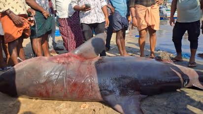 വറുതിയിലായ തീരത്തിന് ആവേശം, ചൂണ്ടയിലേക്ക് എത്തുന്നത് സ്രാവുകൾ, ഭീമൻ സ്രാവ് ലേലം ചെയ്തത് 85100 രൂപയ്ക്ക്
