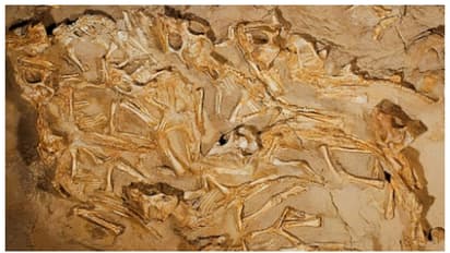 പഴക്കം 7 കോടി വർഷം മംഗോളിയൻ മരുഭൂമിയിൽ കണ്ടെത്തിയത് ദിനോസറിന്‍റെ കൂടും 15 -ഓളം കുഞ്ഞ് ദിനോസറുകളുടെ അസ്ഥികൂടവും