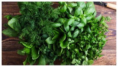 ഔഷധസസ്യങ്ങൾ ഇനി എത്ര ദിവസം വേണമെങ്കിലും കേടാവാതിരിക്കും; ഇത്രയും ചെയ്താൽ മതി 