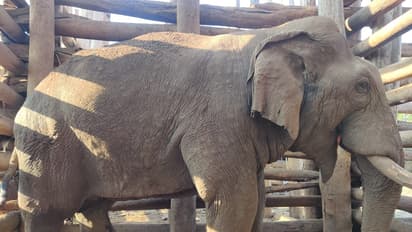 Kodagu: ಗುಂಡೇಟಿನ ಗಾಯಗಳಿಂದ ನರಕಯಾತನೆ ಅನುಭವಿಸುತ್ತಿರುವ ಕಾಜೂರು ಕರ್ಣ ಕಾಡಾನೆ!