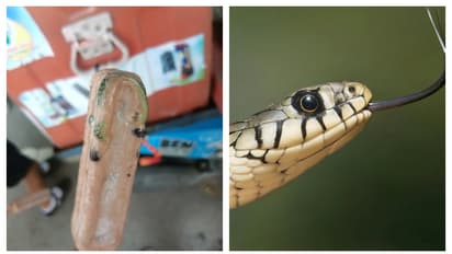ഹൊ, അസഹനീയം, ഐസ്ക്രീം വാങ്ങി കഴിക്കാനായി തുറന്നപ്പോൾ ഉള്ളിൽ പാമ്പ്, ദുരനുഭവം പങ്കുവെച്ച് യുവാവ് 
