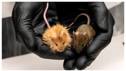 പരീക്ഷണശാലയില് മാമോത്തുകള് ഒരുങ്ങുന്നു; 11700 വർഷം മുമ്പ് മാഞ്ഞുപോയ ആനകളുടെ പൂര്വീകര് തിരിച്ച് വരുമോ?