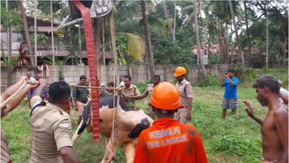 കുളിപ്പിച്ച് കൊണ്ടുവരവെ ഓടി, നേരെ വീണത് ഉപയോഗിക്കാത്ത കിണറ്റിൽ; ജെസിബി എത്തിച്ച് പശുവിനെ പുറത്തെടുത്തു