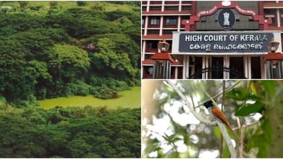 ഹൈക്കോടതിയ്ക്ക് സമീപമൊരു ടൂറിസ്റ്റ് സ്പോട്ട്, അതും കാട്! കൊച്ചി ന​ഗര മധ്യത്തിലെ മം​ഗളവനം
