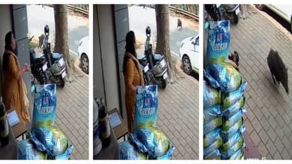 കടയിലേക്ക് കയറാതിരിക്കാൻ ഷട്ടറിട്ടു; വഴുതിവീണ് യുവതിക്ക് പരിക്ക്, തലയിൽ 6 സ്റ്റിച്ച്, വയനാട്ടില് കാട്ടുപന്നി