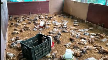 കൂട്ടമായെത്തി കൂടിന്റെ നെറ്റ് തകർത്തു, കരച്ചിൽ കേട്ട് ചെന്ന് നോക്കി; 280 കോഴിക്കുഞ്ഞുങ്ങള് ചത്ത നിലയില്