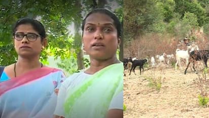 Chitradurga: ಸ್ವಾವಲಂಬಿ ಜೀವನ ನಡೆಸೋ ಮಂಗಳಮುಖಿಯರಿಗೆ ಕಳ್ಳರ ಕಾಟ: 40ಕ್ಕೂ ಹೆಚ್ಚು ಕುರಿಗಳ ಕಳ್ಳತನ