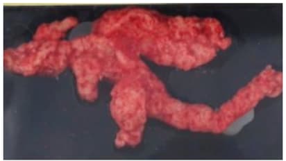 'പോക്കിമോന്‍റെ' രൂപമുള്ള ചീറ്റോസ്, ലേലത്തിൽ വിറ്റ് പോയത് 77 ലക്ഷം രൂപയ്ക്ക്