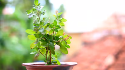 Tulsi Plant: ఎండాకాలంలో తులసి మొక్క ఎండిపోవద్దంటే ఏం చేయాలి?