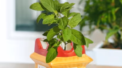 ஒரு பைசா செலவில்லாம முகம் பொலிவாகனுமா? துளசியை இப்படி பயன்படுத்துங்க!!  