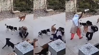 alwar dog attack college girl stray dogs bite video viral