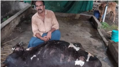 ഒരു നേരം 10 ലിറ്ററിലധികം പാല് ലഭിക്കുന്ന ഹൈബ്രിഡ് ഇനം; അജ്ഞാത രോഗം ബാധിച്ച് പശുക്കൾ ചത്തൊടുങ്ങുന്നു