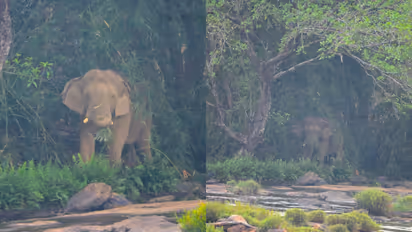 ഏഴാറ്റുമുഖം ഗണപതിയുടെ ആരോഗ്യനില തൃപ്തികരം; അടിയന്തിര ചികിത്സ ആവശ്യമില്ലെന്ന് വനം വകുപ്പ്