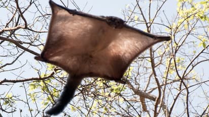 ಅಯ್ಯೋ ದೇವರೇ, ಉತ್ತರ ಪ್ರದೇಶದ ಈ ಕಾಡಲ್ಲಿ ಹಾರುವ ಅಳಿಲು ಕಂಡು ಎಲ್ಲರೂ ಶಾಕ್!