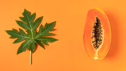 papaya leaves