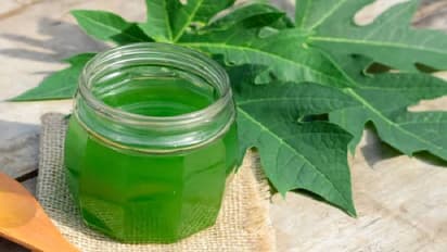 papaya leaves
