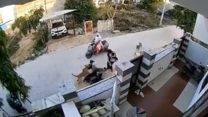 ഞെട്ടിക്കുന്ന സിസിടിവി ദൃശ്യങ്ങൾ, ആദ്യം പാഞ്ഞടുത്തു, പിന്നാലെ അക്രമിച്ച് നായകള്, പെണ്കുട്ടിക്ക് പരിക്ക്