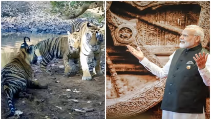 India adds 58th Tiger Reserve! PM Modi hails Madhav Tiger Reserve as a win for wildlife conservation
