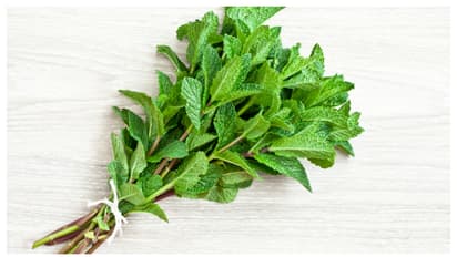 പുതിന 'ഫ്രഷ്' ആയി ഇരിക്കും; ഇത്രയും ചെയ്താൽ മതി 