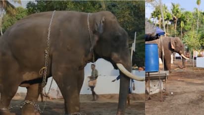 പെരിഞ്ഞനത്ത് ഉത്സവത്തിന് കൊണ്ട് വന്ന ആന ഇടഞ്ഞു; ഒരു മണിക്കൂറോളം നീണ്ട പരിശ്രമത്തിനൊടുവിൽ തളച്ചു