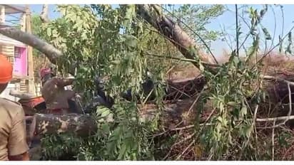 പാലക്കാട് 8 വയസുകാരനായ മകനും അച്ഛനും സഞ്ചരിച്ച ഓട്ടോറിക്ഷയുടെ മുകളിലേക്ക് മരം കടപുഴകി വീണ് അപകടം