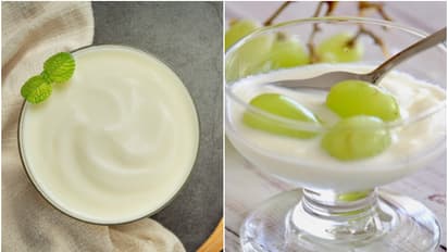 Yogurt Vs Curd పెరుగు vs గడ్డ పెరుగు: ఏది మంచిది?