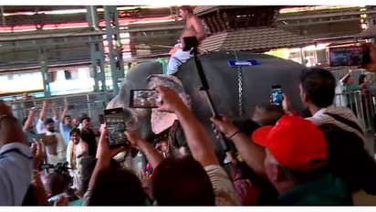 ​ഗുരുവായൂർ ആനയോട്ടത്തിൽ ഒന്നാമനായി ​ഗുരുവായൂർ ബാലു; രണ്ടാം സ്ഥാനത്ത് ചെന്താമരാക്ഷൻ 