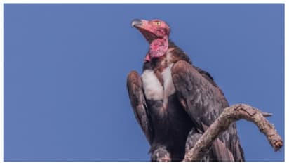 വംശനാശത്തിന്‍റെ വക്കില്‍ നിന്നും വംശവര്‍ദ്ധനവിലേക്ക്; കഴുകന്മാരുടെ എണ്ണത്തില്‍ വന്‍ വര്‍ദ്ധന 