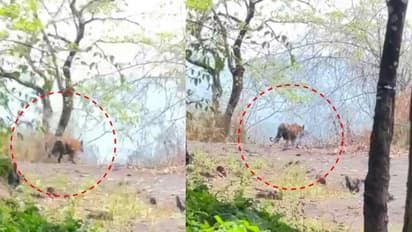 കരുവാരക്കുണ്ടിൽ കടുവയിറങ്ങി; കാട്ടിലേക്ക് തുരത്താനുള്ള നടപടികൾ ആരംഭിച്ചതായി ഡിഎഫ്ഒ