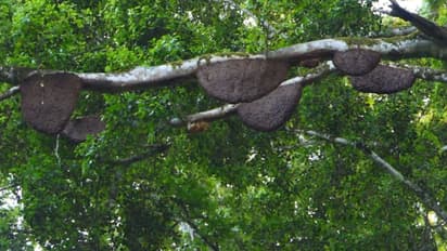 രാത്രിയിൽ ലൈറ്റ് പോലും ഇടാനാവില്ല, പെരുന്തേനീച്ചകൾ ഇരമ്പിയെത്തും, നാട്ടുകാർ വീടൊഴിയാൻ തുടങ്ങിയതോടെ നടപടി