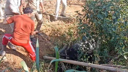 വള്ളിയൂര്ക്കാവ് നിവാസികൾക്ക് മുന്നറിയിപ്പെത്തി, നീണ്ട പരിഭ്രാന്തിയുടെ സമയം, ഇടഞ്ഞോടിയ എരുമയെ തളച്ചു